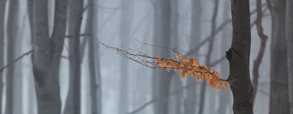 Oldřichovské bučiny, rašelina u Šámalky
